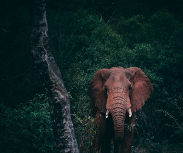 Kruger Safari Explorer Package